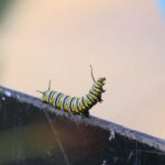 Free stock photo of butterfly, caterpillar, monarch